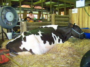 Foto climatizador para gado