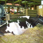 Foto climatizador para gado